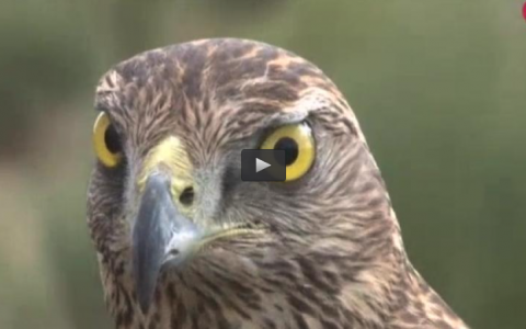 CETRERIA EN BAJO VUELO, MONTERIA CON MUCHO FRIO (12/02/17)