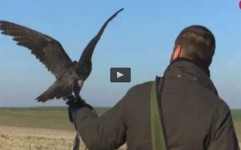 CAMPEONATO ALTANERIA, RECECHANDO MACHOS EN LA LAGUNA (05/03/17)