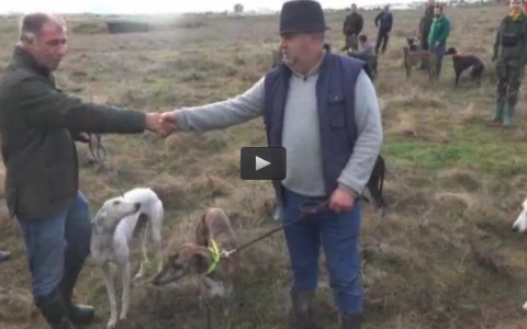 GALGOS Y LIEBRES DEL RISCO, MONTERIA EN ROBLEDOLLANO (19/03/17)