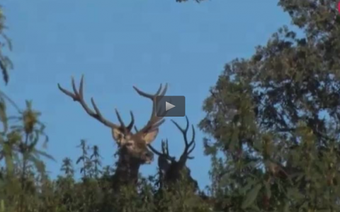 CAZANDO CON EXTREMEÑA DE MONTERÍAS, PERDICES A MUESTRA CON BRETÓN (26/03/17)