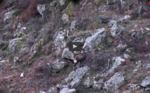 RECECHANDO  MONTESES EN EL RASO, CINEGÉTICA 2017 (02/04/17)