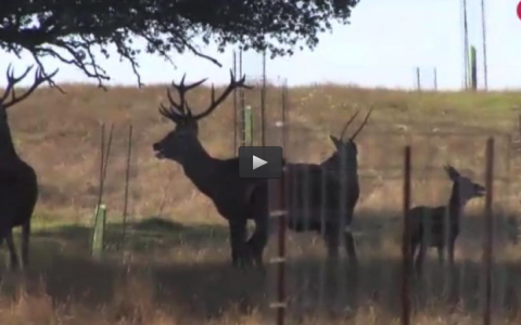 MONTERÍA EN LAS LOMAS, PERROS Y AGUILA TRAS EL ZORRO (23/04/17)