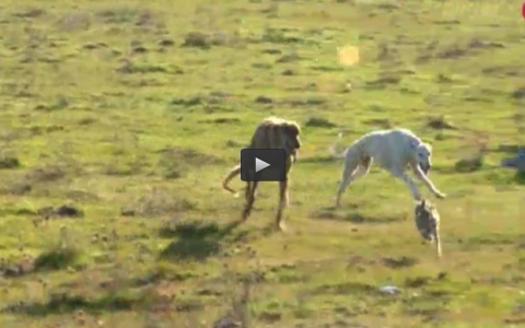 BATIENDO ENTRE EUCALIPTOS PORTUGUESES, GALGOS Y LIEBRES EN EL CASAR DE CACERES (30/04/17)