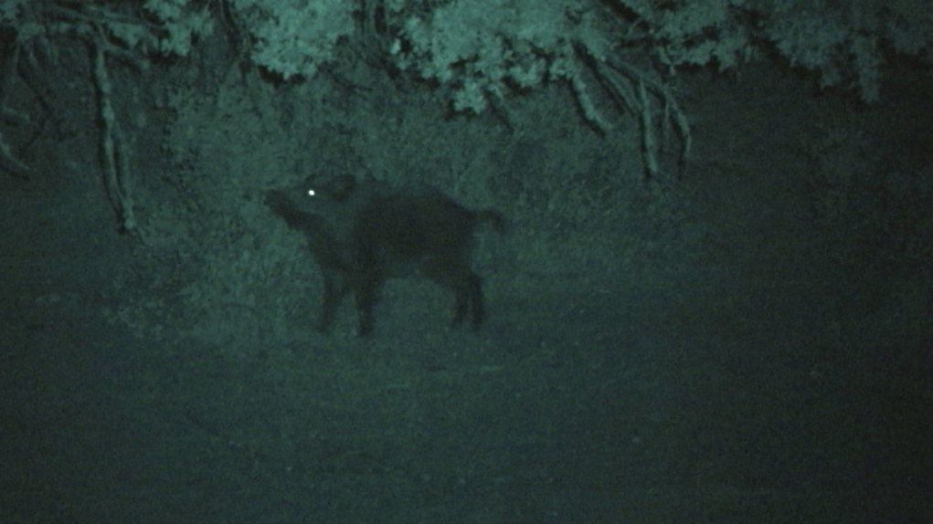 AGUARDOS DE MAÑANA Y NOCHE EN VERANO, CAZA EN LA MEDIA VEDA (24/09/17)