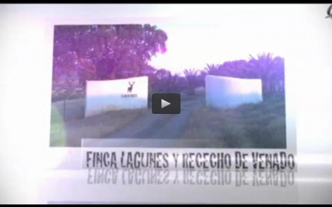 FINCA LAGUNES Y RECECHO DE VENADO, CAZANDO LA CODORNIZ (20/10/13)