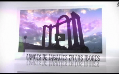 LANCES DE JABALÍES EN LOS IBORES, TIRADA DE PATOS EN EL BERCIAL (03/11/13)