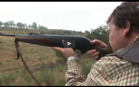 MONTERIA EN MIRAVETE, CONEJOS AL SALTO TORREQUEMADA (01/12/13)