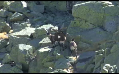 RECECHO DE MACHOS EN GREDOS, ACTIVIDADES CINEGÉTICAS FEDEXCAZA, MONTEROS DE MERIDA (15/12/13)