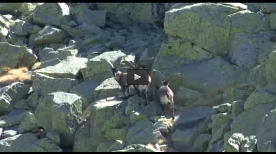 RECECHO DE MACHOS EN GREDOS, ACTIVIDADES CINEGÉTICAS FEDEXCAZA, MONTEROS DE MERIDA (15/12/13)