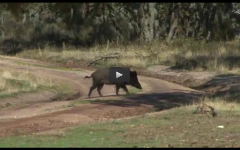 MONTERIA COTO NIEBLAS, CONCURSO DE DRATHAAR (22/12/13)