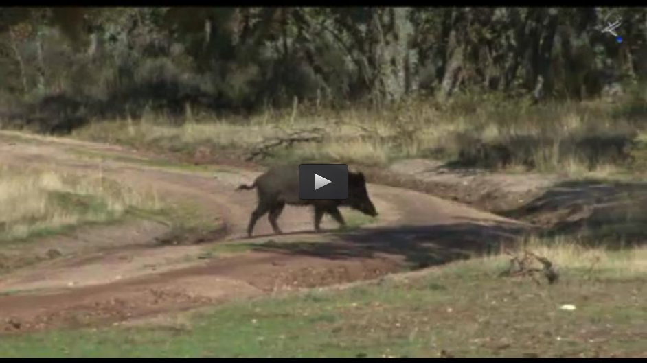 MONTERIA COTO NIEBLAS, CONCURSO DE DRATHAAR (22/12/13)