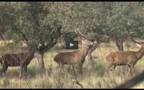 PALOMAS CON CIMBEL PATILLAS, MONTERIA EN CLAVERIA (12/01/14)