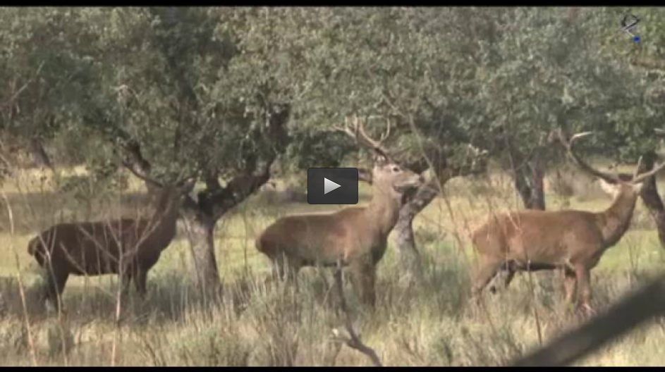 PALOMAS CON CIMBEL PATILLAS, MONTERIA EN CLAVERIA (12/01/14)