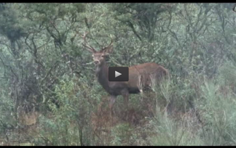 EXTREMADURA PARAISO CINEGETICO, EXTRANJEROS EN MONTERIA Y OJEO (19/01/14)