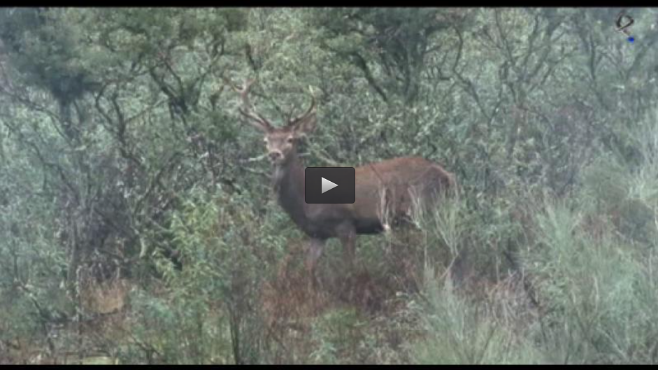 EXTREMADURA PARAISO CINEGETICO, EXTRANJEROS EN MONTERIA Y OJEO (19/01/14)