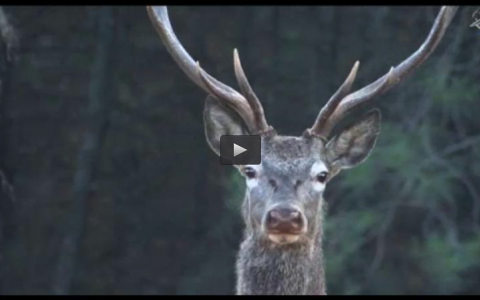 CAZA DE LIEBRES CON GALGOS EN BROZAS, MONTERIA EN TORNEROS (26/01/14)