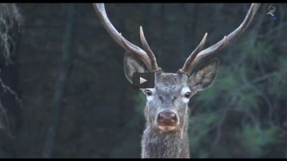CAZA DE LIEBRES CON GALGOS EN BROZAS, MONTERIA EN TORNEROS (26/01/14)