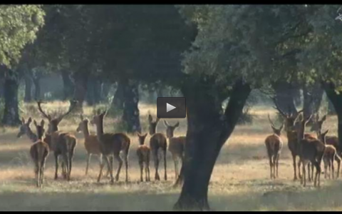 MONTERIA EL GUADALPERAL, AL SALTO CON PORTUGUESES (02/02/14)