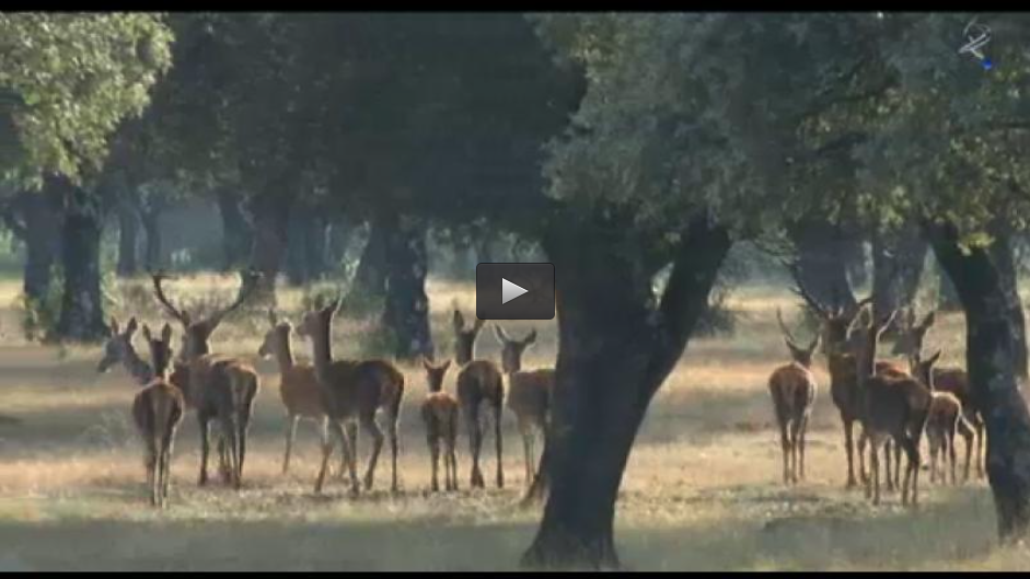 MONTERIA EL GUADALPERAL, AL SALTO CON PORTUGUESES (02/02/14)