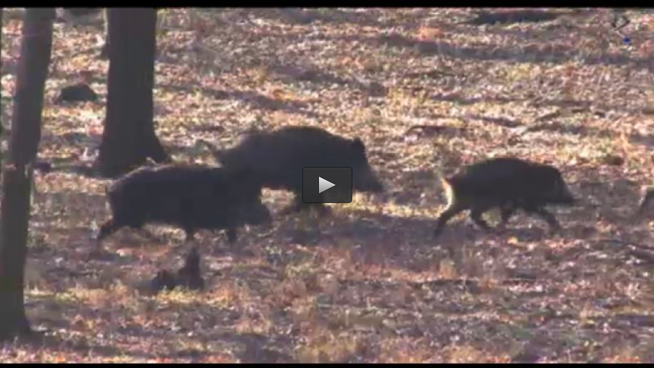 BATIDAS DE JABALI EN RUMANIA, DE CAZA CON CETREROS (09/02/14)