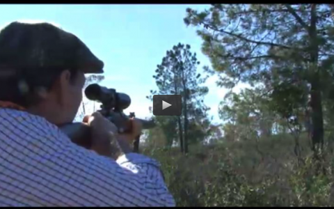 MONTERIA EN CANTILLANA, ZORZALES EN MONROY (16/02/14)