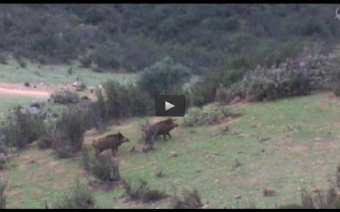 MONTERIA EN LA NORIA, RECECHOS DE REBECOS EN LAS CUMBRES (02/03/14)