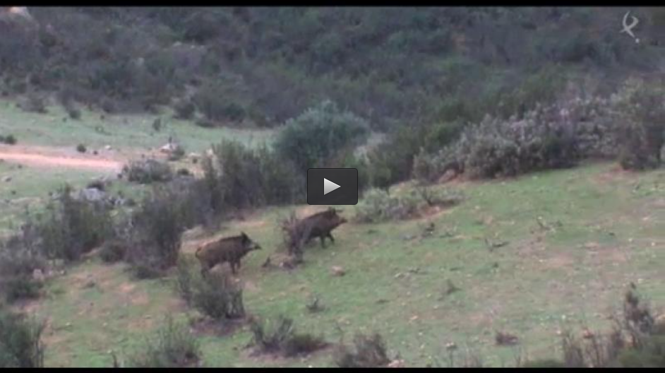 MONTERIA EN LA NORIA, RECECHOS DE REBECOS EN LAS CUMBRES (02/03/14)