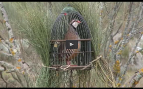 MONTERIA LAS NAVAS, PERDIZ CON RECLAMO DE MAÑANA (09/03/14)
