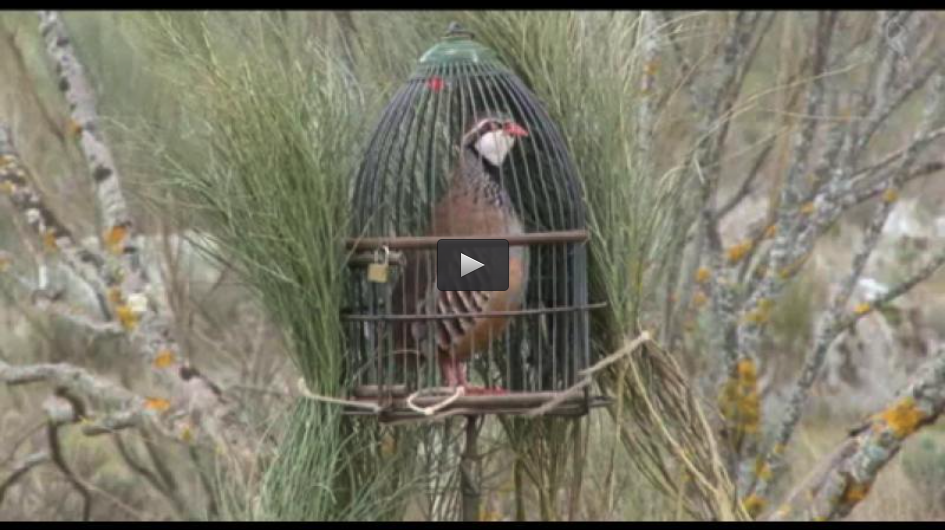 MONTERIA LAS NAVAS, PERDIZ CON RECLAMO DE MAÑANA (09/03/14)