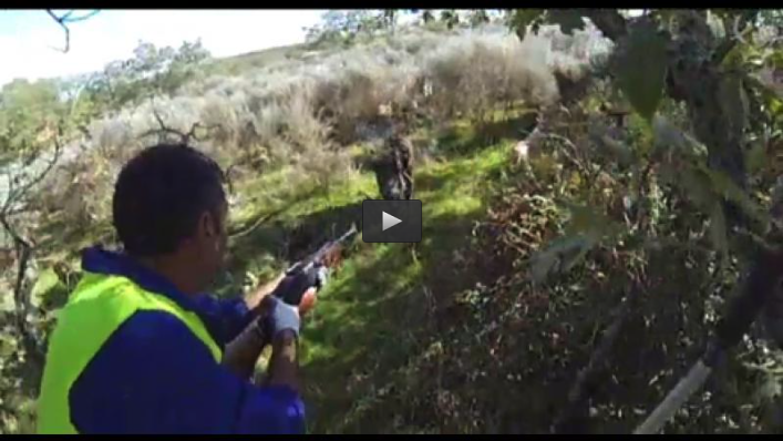 MACHOS MONTESES EN SIERRA NEVADA, LANCE A DEBATE ATAQUE JABALI (16/03/14)