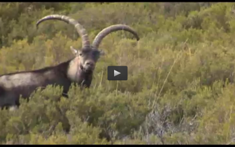MONTERIA DE JABALIES EN EL ROSTRO, RECECHO DE MACHO MONTES EN GREDOS (30/03/14)