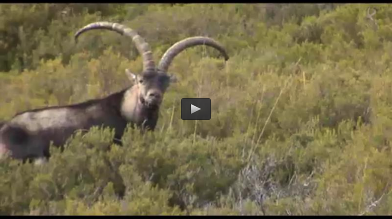 MONTERIA DE JABALIES EN EL ROSTRO, RECECHO DE MACHO MONTES EN GREDOS (30/03/14)