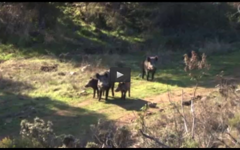 MONTERIA EL AYUSO, TIRADA DE ZORZAL EN EL MADROÑO (06/04/14)