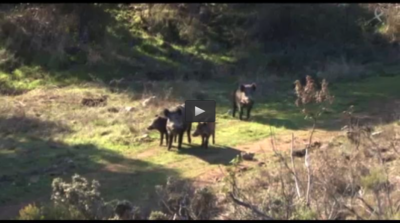 MONTERIA EL AYUSO, TIRADA DE ZORZAL EN EL MADROÑO (06/04/14)
