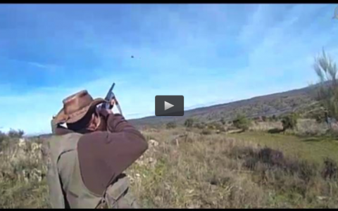 CAZA EN MANO CON DRAHTHAAR, RECECHO DEL MACHO MONTES EN GREDOS (13/04/14)