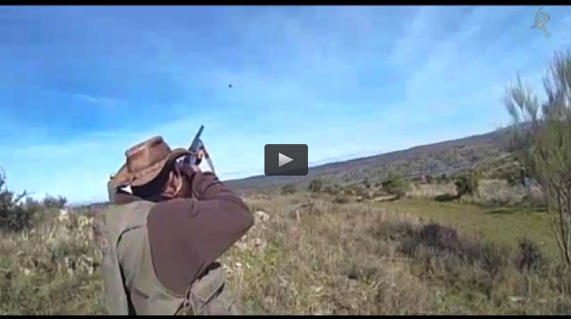 CAZA EN MANO CON DRAHTHAAR, RECECHO DEL MACHO MONTES EN GREDOS (13/04/14)