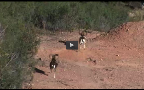 MONTERIA EN MAJADAVIEJA, PUESTO DE TARDE AL PERDIGÓN (20/04/14)