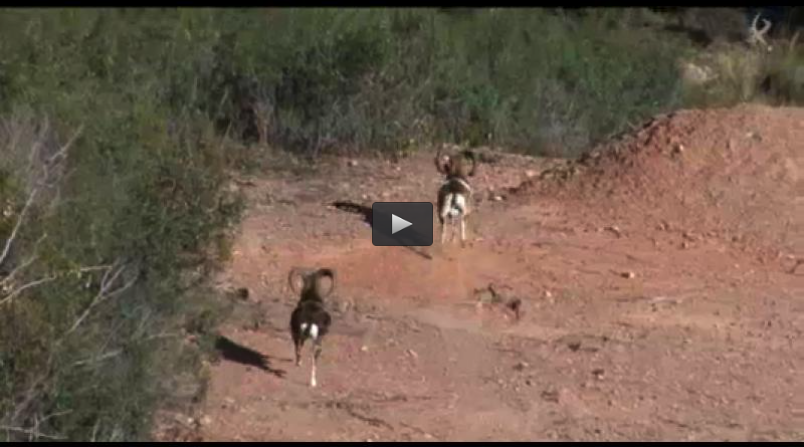 MONTERIA EN MAJADAVIEJA, PUESTO DE TARDE AL PERDIGÓN (20/04/14)