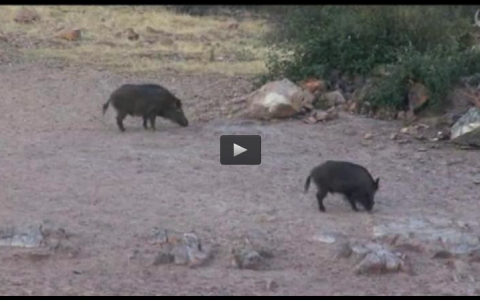 MONTERIA LA MACARENA, CAZA DE PERDIZ CON ARCO Y ESCOPETA (27/04/14)