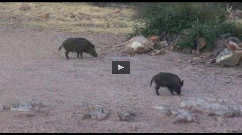 MONTERIA LA MACARENA, CAZA DE PERDIZ CON ARCO Y ESCOPETA (27/04/14)