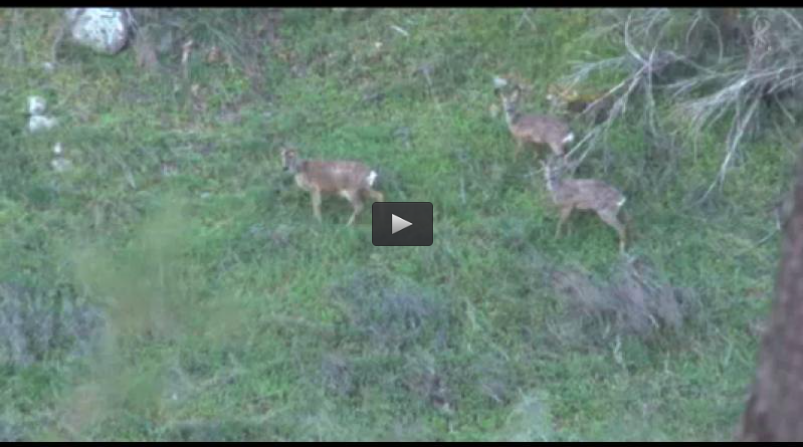 DE RECECHO TRAS EL CORZO, TIRADA DE PATOS (04/05/14)