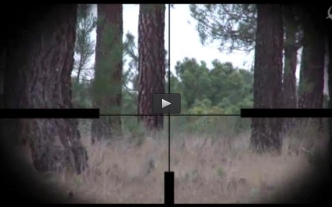 CORZOS EN SEGOVIA, TIRADA DE FAISANES EN LA ALBUFERA (18/05/14)