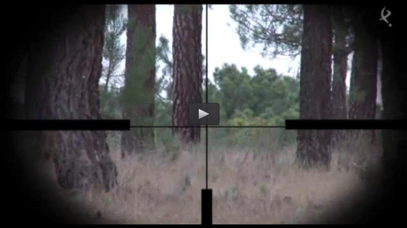 CORZOS EN SEGOVIA, TIRADA DE FAISANES EN LA ALBUFERA (18/05/14)