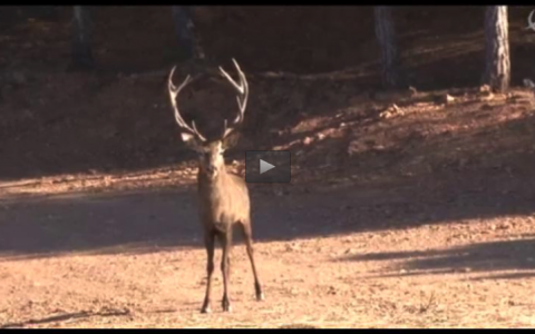 MONTERIA EN PORTUGAL, AVENTURA CINEGÉTICA EN URUGUAY (25/05/14)