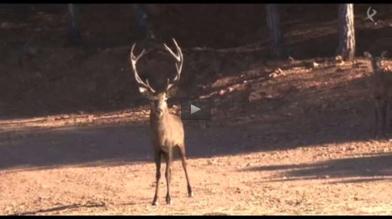 MONTERIA EN PORTUGAL, AVENTURA CINEGÉTICA EN URUGUAY (25/05/14)