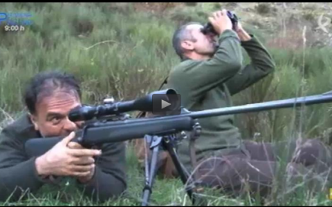 TRAS LOS REBECOS CANTABRICOS, QUEDADA PALOMERA, EN BUSCA DE UN GRAN JABALÍ (01/06/14)