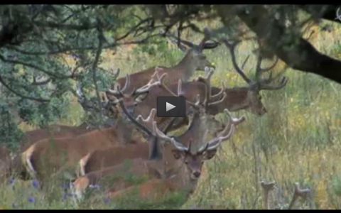 JOVENES MONTEROS, LA VIDA DEL CIERVO, VENTANA INVESTIGACIÓN: TUBERCULOSIS (08/06/14)