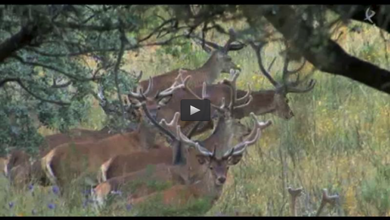JOVENES MONTEROS, LA VIDA DEL CIERVO, VENTANA INVESTIGACIÓN: TUBERCULOSIS (08/06/14)