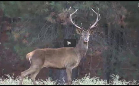 MACHOS EN GREDOS, LANCE A DEBATE JABALIES O CIERVOS (15/06/14)