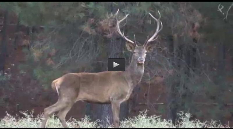 MACHOS EN GREDOS, LANCE A DEBATE JABALIES O CIERVOS (15/06/14)
